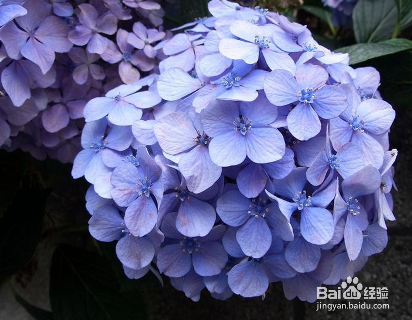 绣球长红蜘蛛怎么办