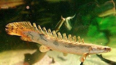 恐龙鱼应该如何饲养