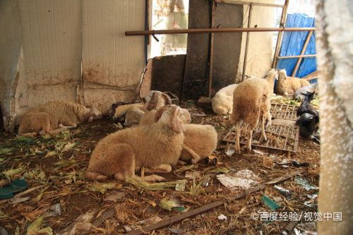什么时候羊检疫