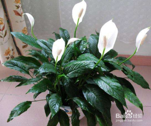 养哪些盆花养更有利于健康