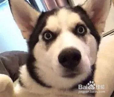 对于傻成这样的狗子，除了二哈也是没谁了！