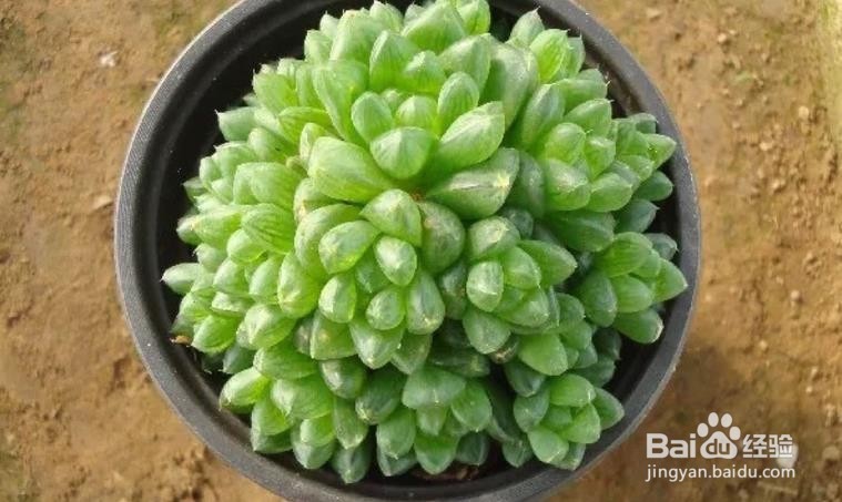 玉露闷养的方法和注意事项