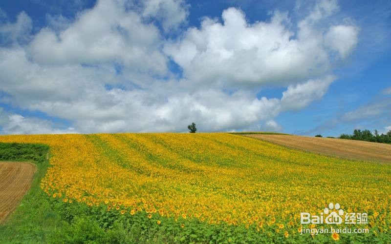 富良野美瑛二日游攻略