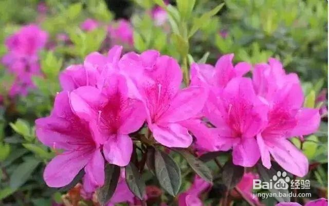 花怎么养在花瓶里