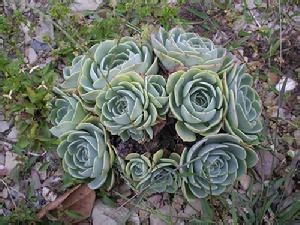 北方石莲花怎么栽培