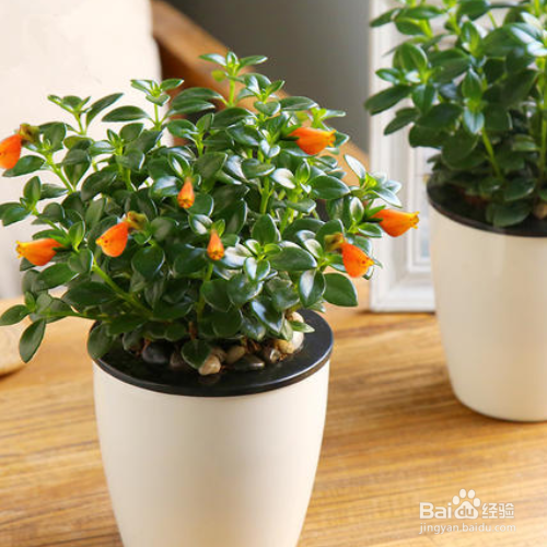 金鱼吊兰掉叶子怎么解决?