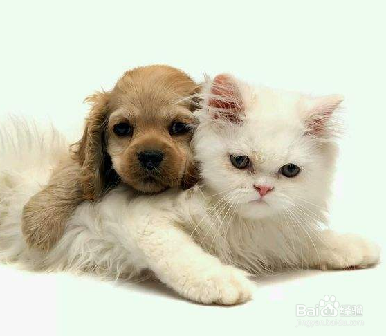 饲养宠物的注意事项以及如何照顾你的宠物