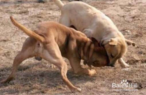 <b>狗狗和别的狗打架怎么办</b>