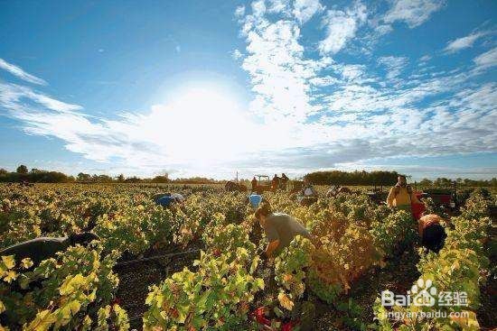 适合入门的葡萄酒指南
