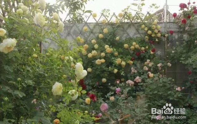 建造惬意的玫瑰花园
