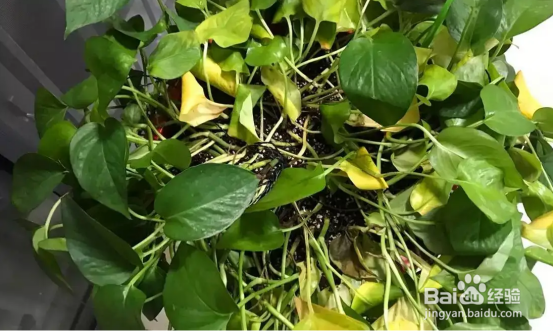 绿植叶子发黄怎么回事?