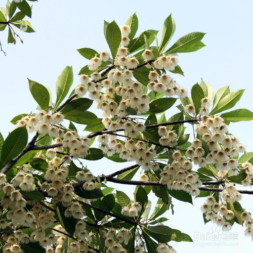 杜英花的虫害有那些?怎么防治?