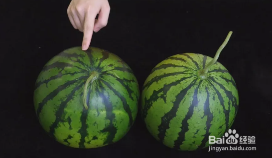 挑选西瓜的方法