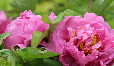 油画牡丹在家能养几天