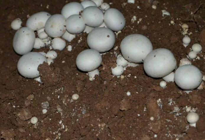 室内怎样养蘑菇