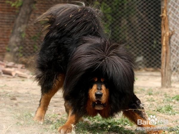 狗狗,我的世界不能没有你