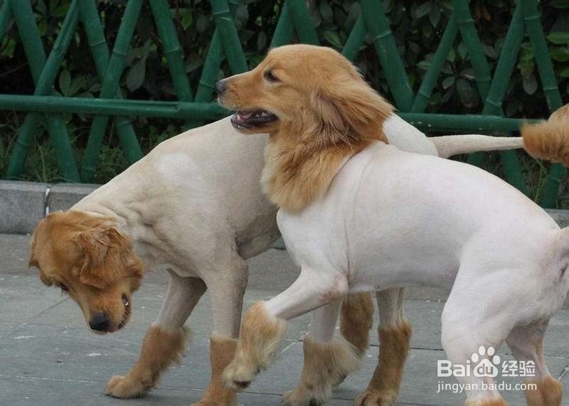 养狗狗的注意事项