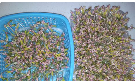 绿豆芽怎么会变粉色了?什么原因