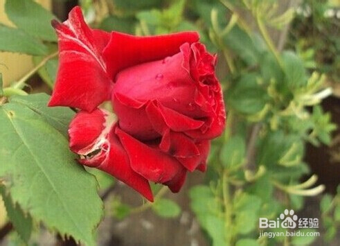 月季长虫了怎么办？