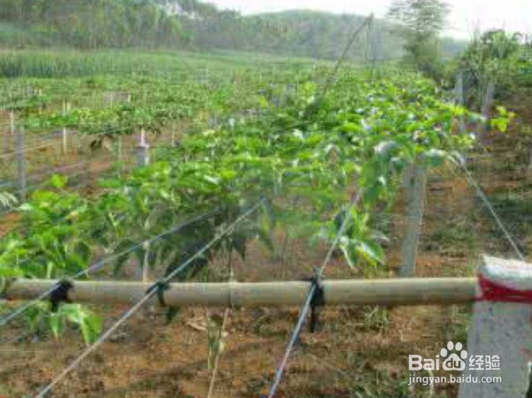百香果种植搭设棚架方法