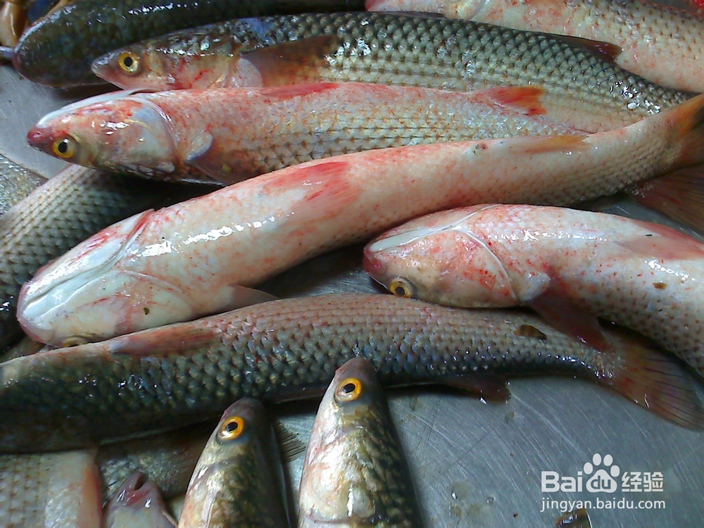 谈谈年轻的爸爸妈妈告诉孩子过年趣事--收拾鲜鱼