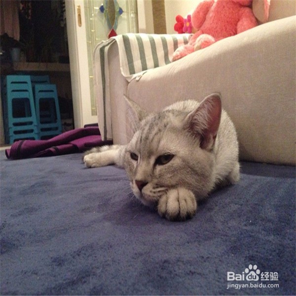家里养猫需要注意哪些的问题