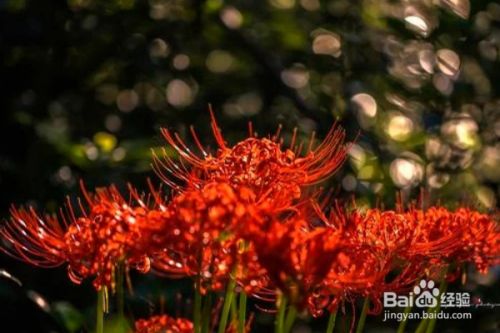 如何种植彼岸花 百度经验