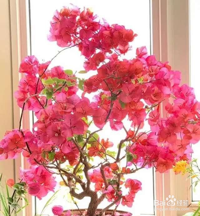 木棉花,一树能开几百朵,折点根枝就能扦插