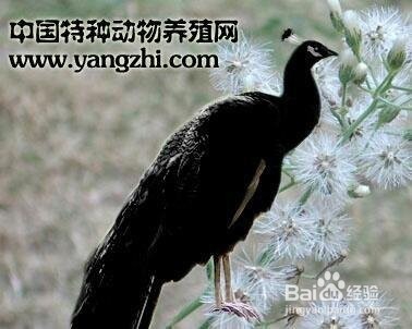 天然玛瑙奇石系列10 黑孔雀(情侣版)