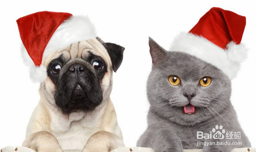 饲养宠物的注意事项以及如何照顾你的宠物