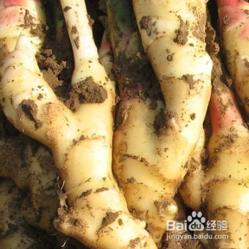 生活小常识:吃姜的好处