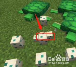 我的世界海龟怎么骑