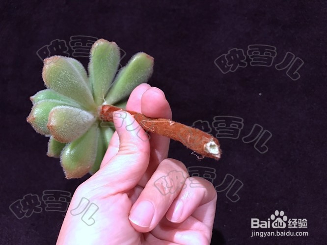 如何给多肉砍头