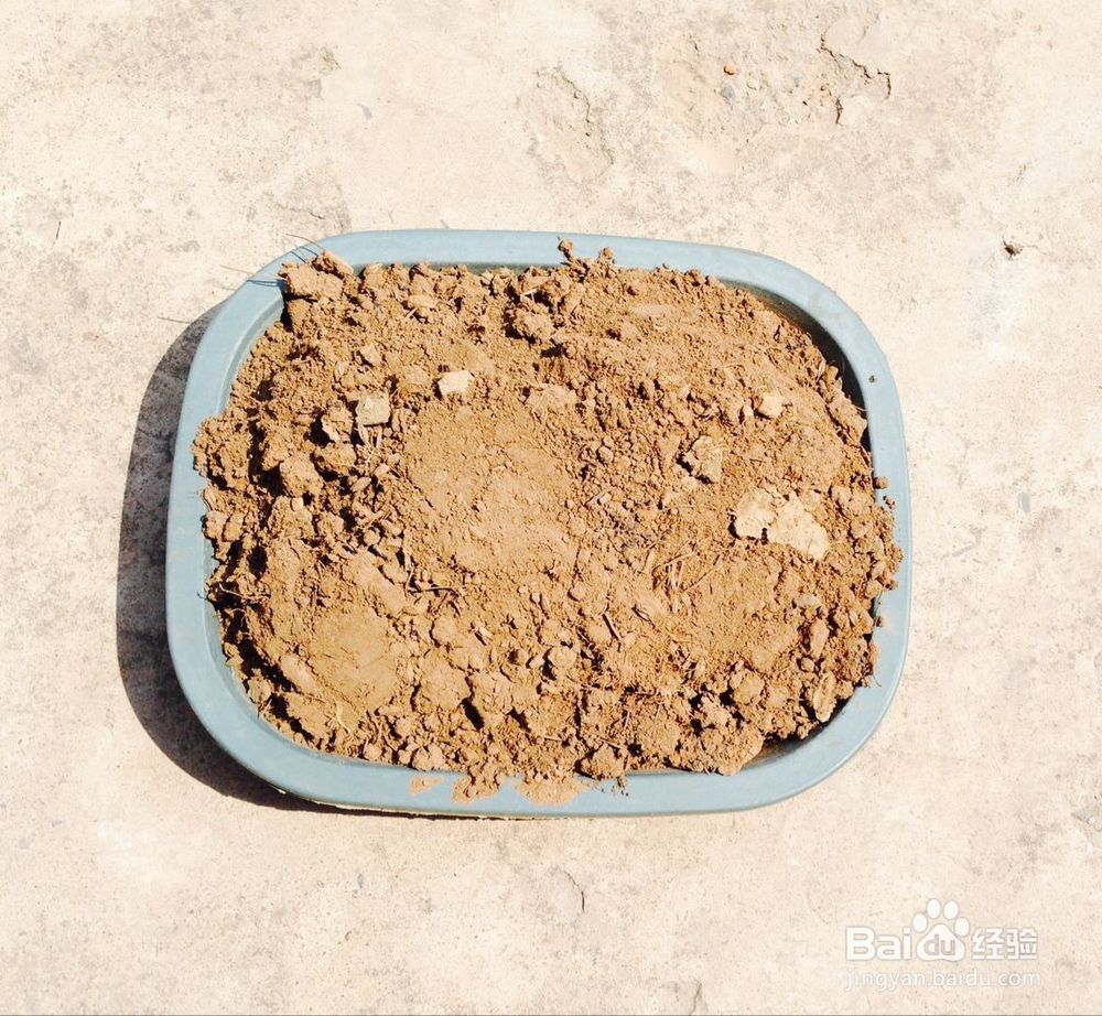 怎样培育小花苗?