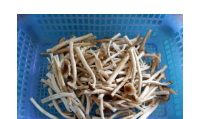 酱炒茶树菇的做法步骤