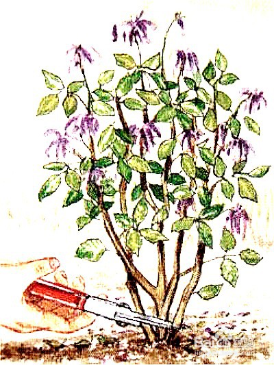 大丽花种植时间和方法