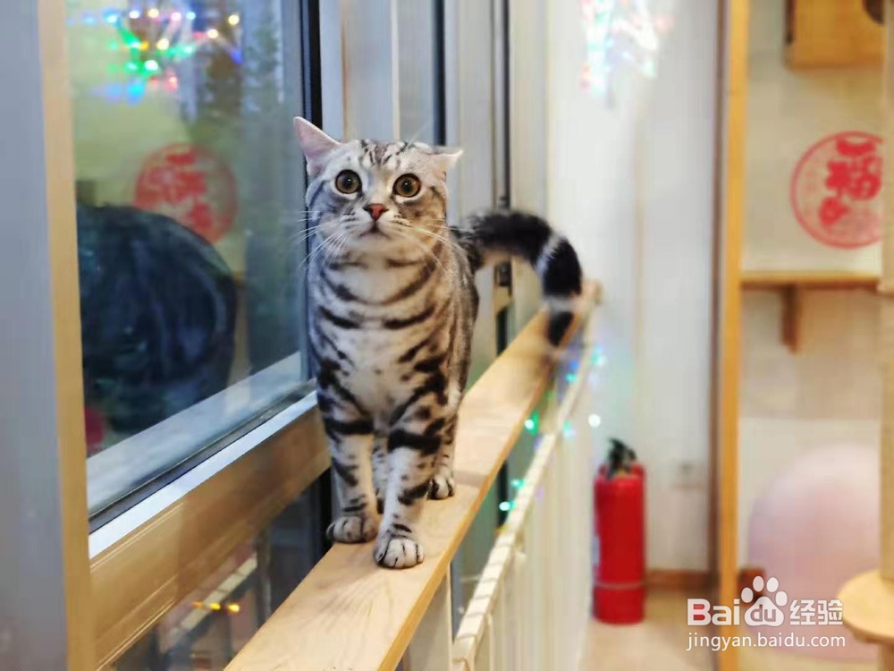 如何正确看待猫猫的应激反应