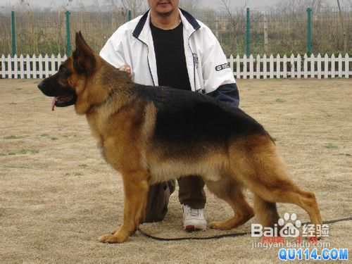 买狗时怎样判断德牧是否健康