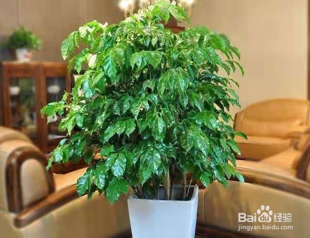 适合养在家中的大型盆栽,养一盆瞬间提升格调!