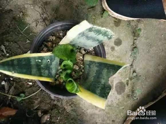 花儿要穷养，丢阳台不管，越少浇水，长得越旺