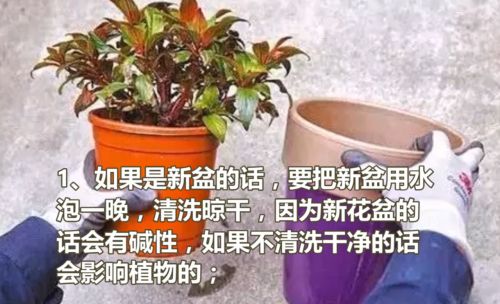 如何给花换盆 百度经验