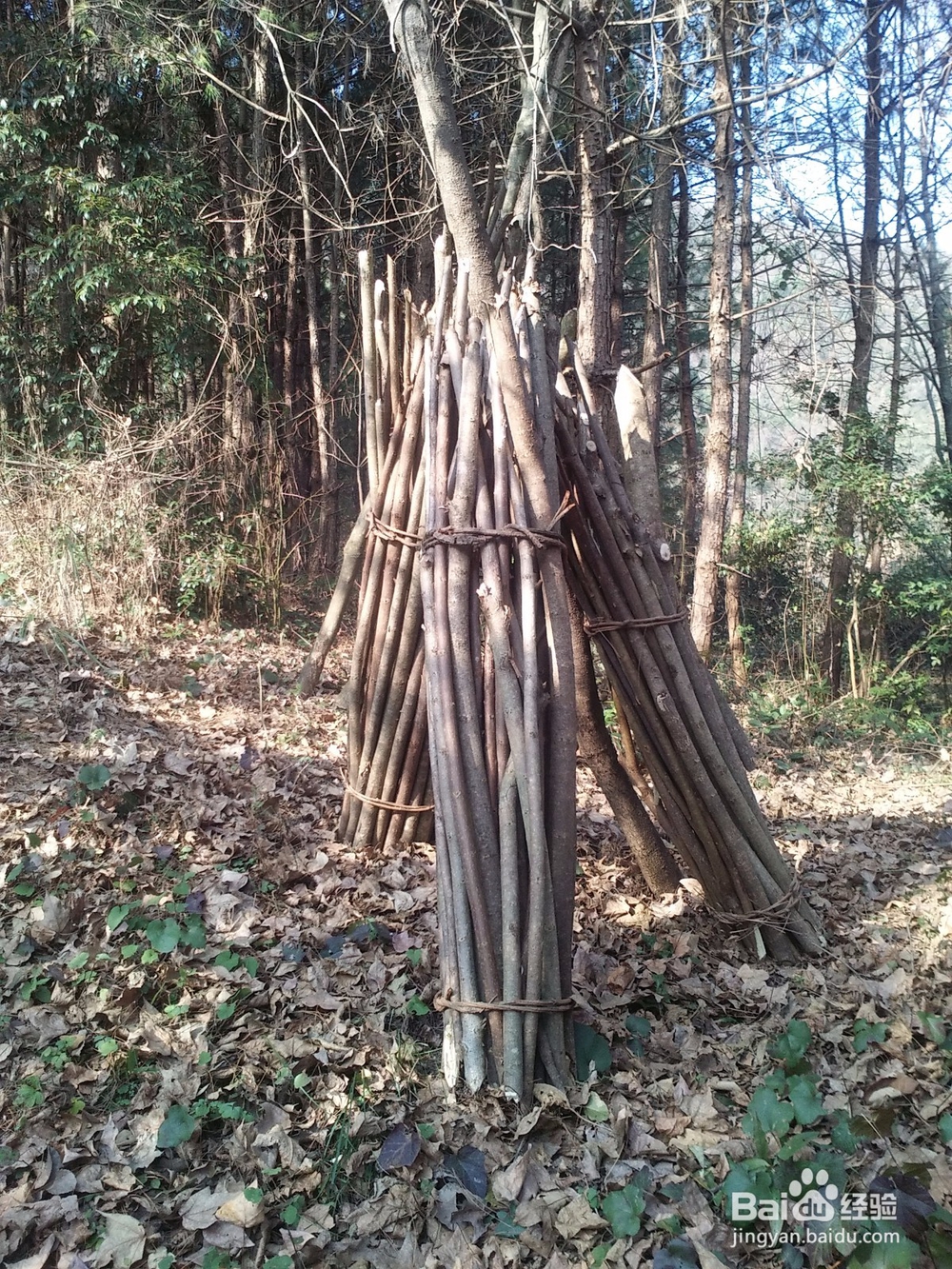 扶贫实现鸣凤人乡村旅游梦想记实