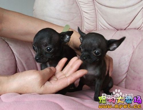 如何挑选吉娃娃