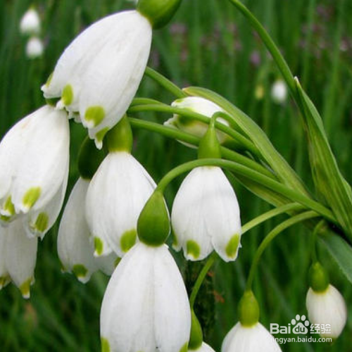 雪滴花怎么养长得好