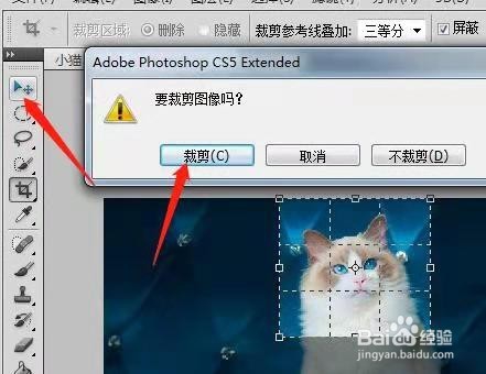 用PS制作动态猫咪表情包