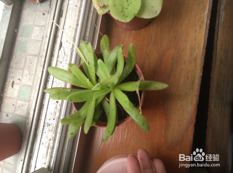 捕虫堇种植之阿芙罗狄蒂捕虫堇