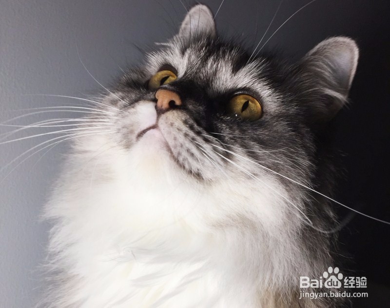 怎样看刚出生的猫仔毛量
