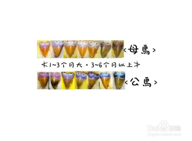 怎样分辨虎皮鹦鹉的公母雌雄