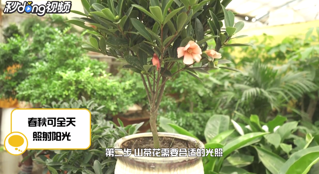 怎样养殖山茶花