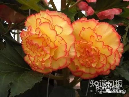 这些花那么好看，却总被你养死，怎么回事